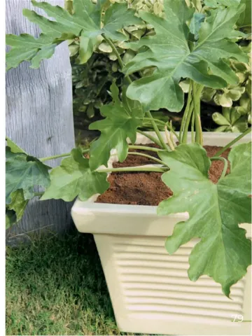 Roman Classic Quadro II – Balcony & Garden Pots